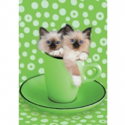 Educa 12039 - Puzzle 1000 pezzi - Due zuccherini - Gatti - Keith Kimberlin